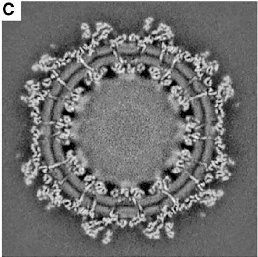 Chikungunya virus Cryo-electron micrograph as images by Basore et al, 2019