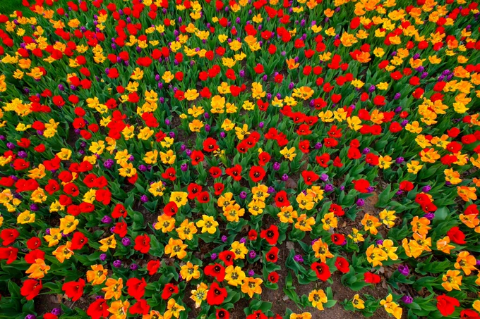 An overhead view of a bed of yellow, red and purple tulips in bloom.