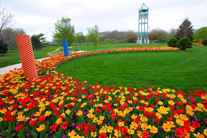 A wide swath of blooming tulips borders the walking path that winds through Reiman Gardens.