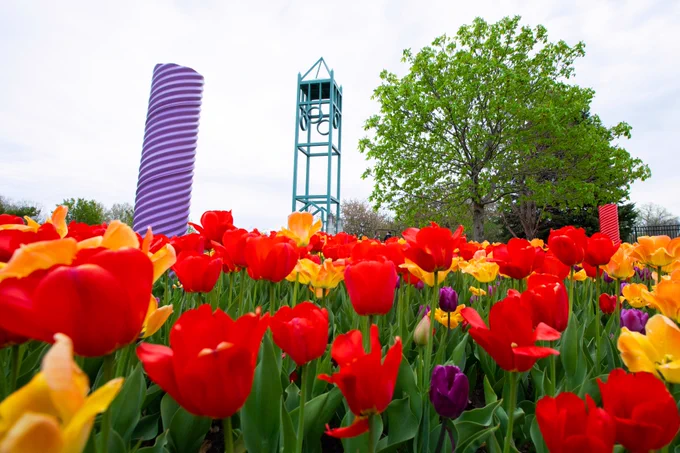 A ground-level view of tulips with a colorful purple tube structure and a metal campanile tower in the background.