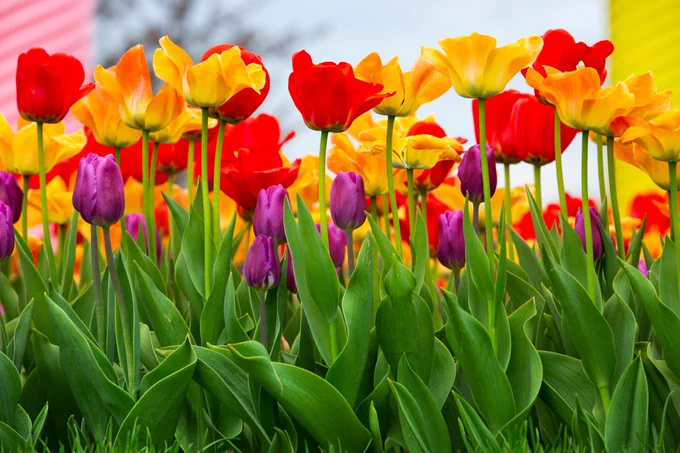 A closeup side view of red, yellow and purple tulips.