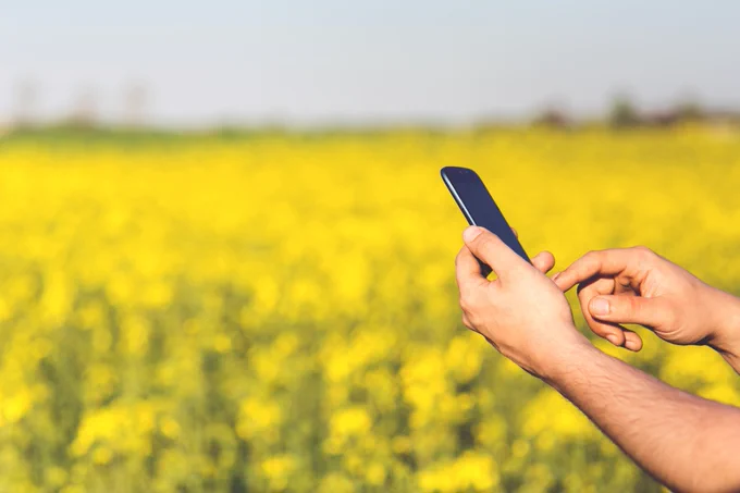 Man's hands holding mobile phone in front of a field of yellow crops