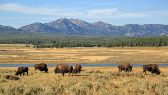 Herd of bison in Yellowstone's Hayden Valley