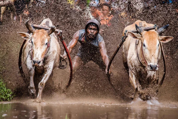 wo bulls scrabble for footing, sending mud flying everywhere, as they race down a rice field. Behind them, a solitary man is holding onto their tails for dear life.
