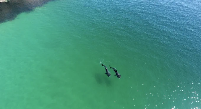 Drone shots of 2 basking sharks swimming alongside each other in Keem bay, Achill Island. Taken by @stories_way on 14th May 2020 