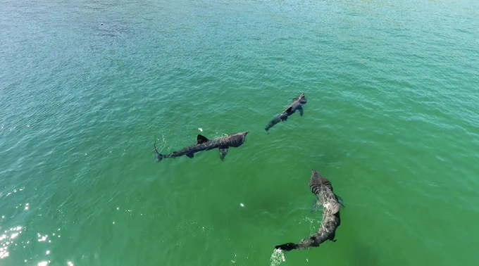 Drone shots of 2 basking sharks swimming alongside each other in Keem bay, Achill Island. Taken by @stories_way on 14th May 2020 