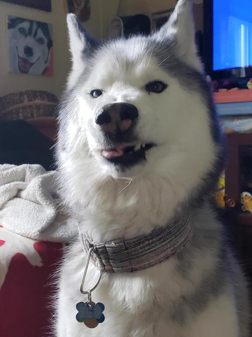 Turbo has a very silly look on his face, all scrunched with nose wrinkles and tongue partially out. Hahaha