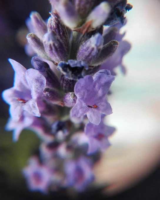 Fiori di lavanda piccoli e profumati