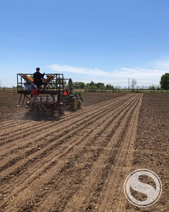 Planting a Sevita Soybean plot in Winchester Ontario with a plot planter