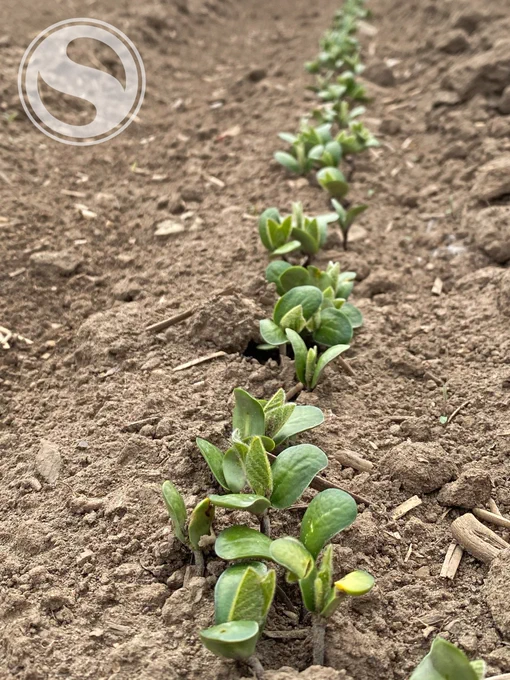 Soybeans sprouting from the soil in demo plot in Winchester Ontario