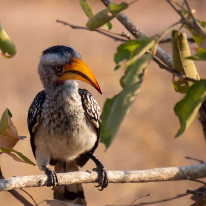 Southern yellow-billed hornbill