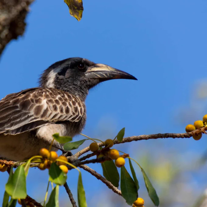 African grey hornbill