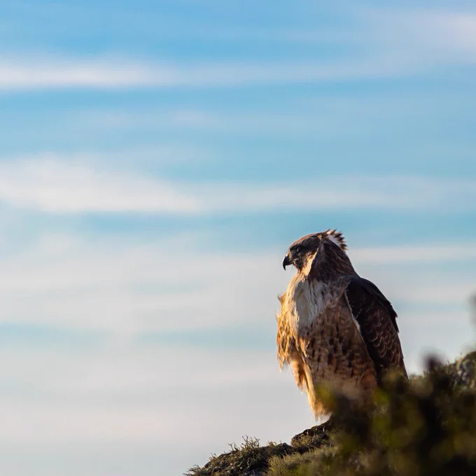 Red-tailed hawk