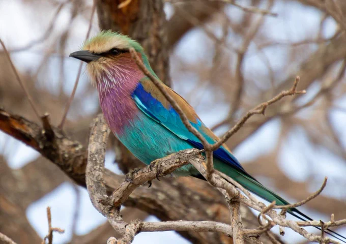 Lilac-breasted roller