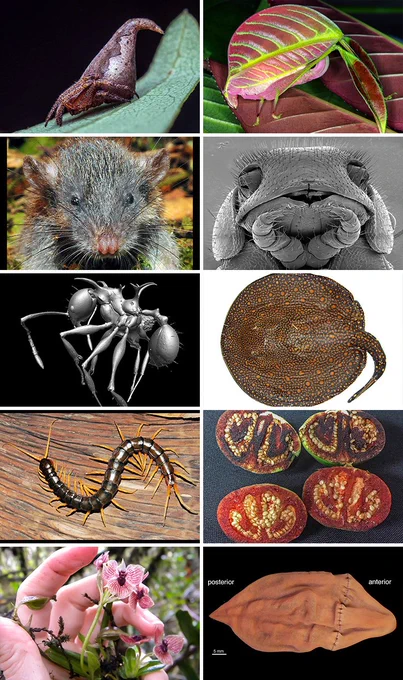 ESF Lists Top 10 New Species for 2017