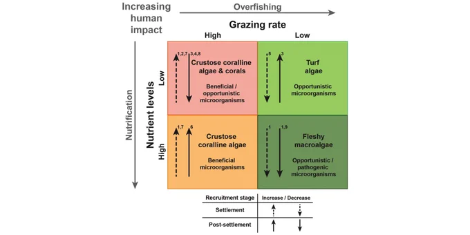 Conceptual diagram of the hypothesized individual and interactive effects of caging 846 and nutrient enrichment on dominant benthic groups, from Littler et al. (2009), with 847 concomitant changes in microbial communities and subsequent impacts on coral recruitment 848 bottlenecks.