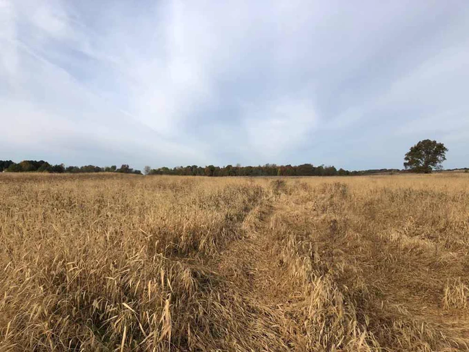 Agricultural field at harvest time