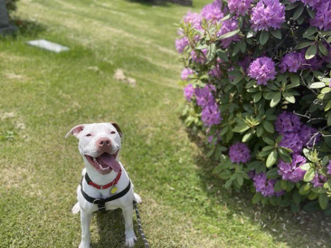 Pepe sitting on the grass with a big smile on his face and tongue lolling out. A bush with big purple flowers is on the right.