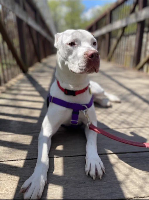 An all-white dog in a harness, lying on a wooden bridge outside. He is on his belly with his paws out in front of him.