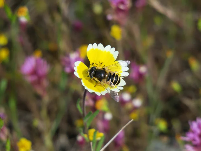 Bee on a tidy-tip flower