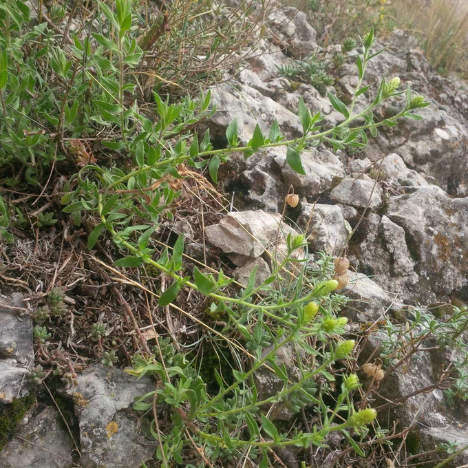 Planta de té de roca sobre unas piedras. Son unos tallos alargados con muchas hojas pequeñas, que son como pegajosas, aún sin florecer del todo