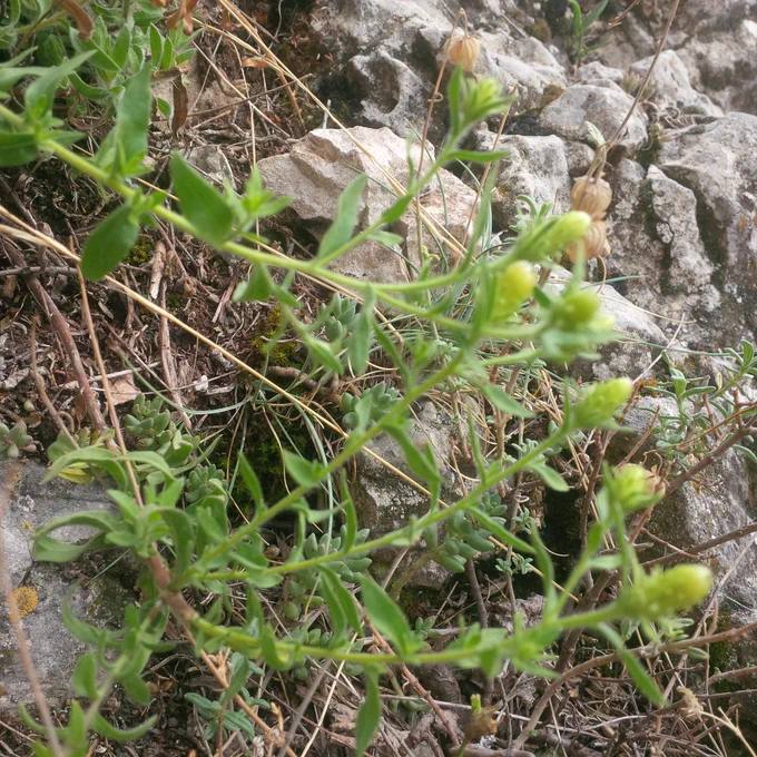 Planta de té de roca sobre unas piedras. Son unos tallos alargados con muchas hojas pequeñas, que son como pegajosas, aún sin florecer del todo, más en detalle