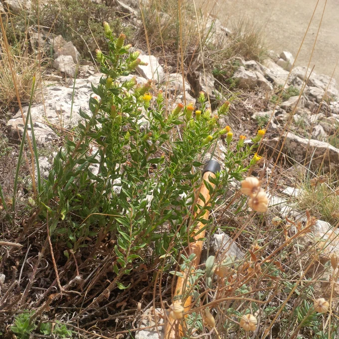 Planta de té de roca sobre unas piedras. Son unos tallos alargados con muchas hojas pequeñas, que son como pegajosas y con unas flores amarillas en la punta.