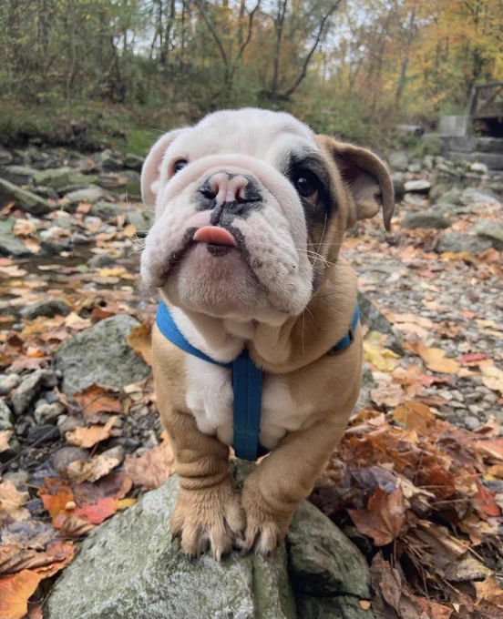 baby english bulldog standing on a rock. colored leaves are on the ground around him. his tongue is out