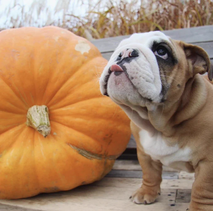 he’s now on a bench beside a massive pumpkin. tongue still out