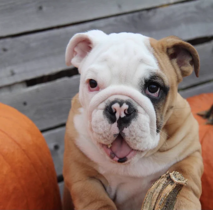 same bench same pumpkins. his expression is now one of awe