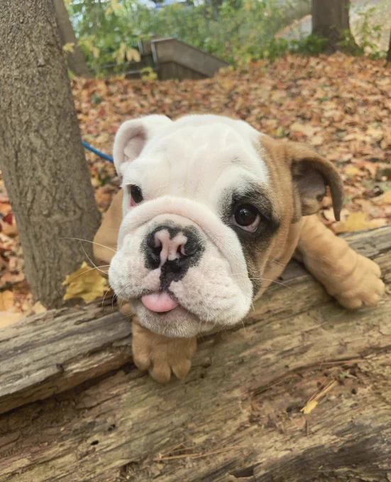 he’s now leaning over a log