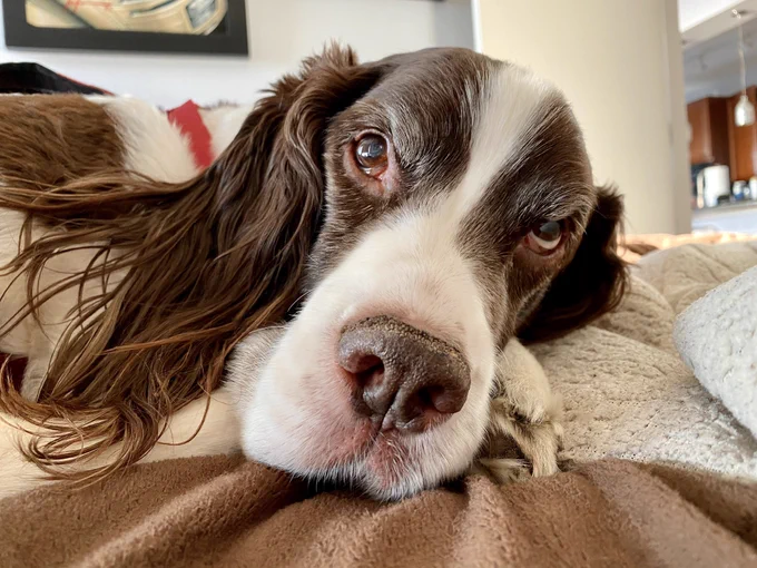 Henry, the English springer spaniel, is enjoying his 14th birthday!