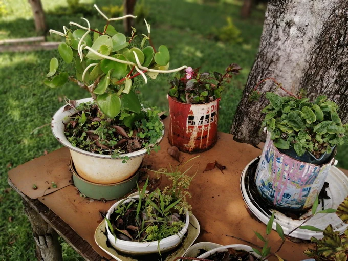 Use discarded paint cans, old buckets, jugs etc to plant your house plants