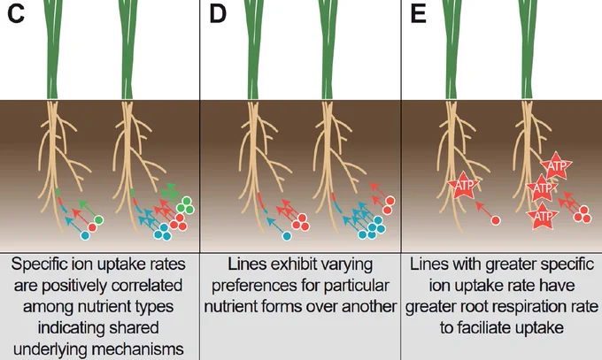 Figures showing how uptake of nutrients are correlated, if you increase uptake of one nutrient, then others increase. Increased uptake is also associated with increased respiration, a possible cost.