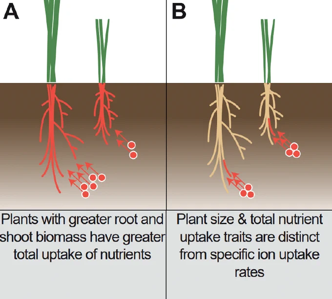 Figure showing uptake by roots and difference between total uptake and specific uptake on a length basis