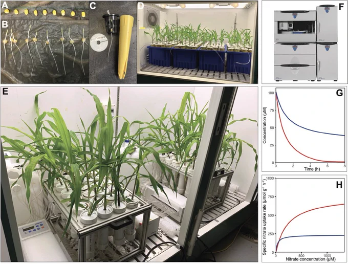 How seeds are germinated to place roots in tubes that go into common hydroponics bins. Those tubes make it easy to transfer to individual roots to solution chambers to measure uptake by depletion.