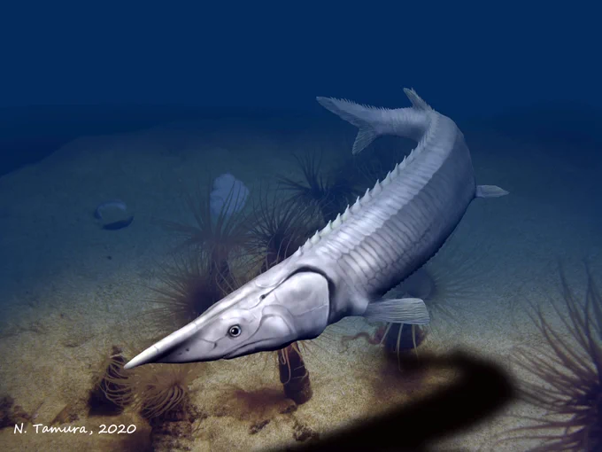 Painting of an ancient, long nosed fish (Tanyrhinichthys)
