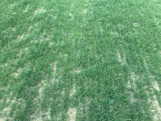 2 weeks after seeding