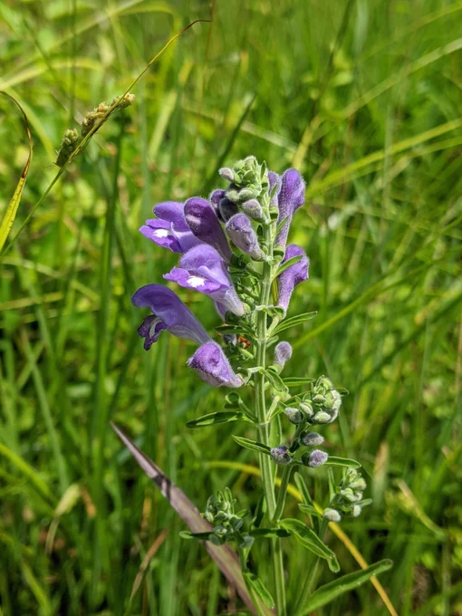 Skullcap in flower