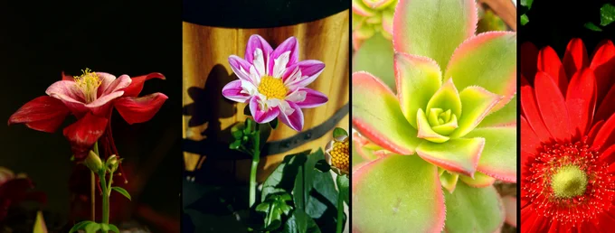Photography, mostly plants