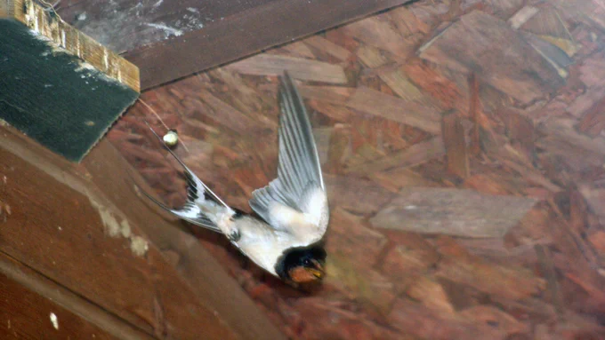 Swallow leaving nest in eaves of Beach Hut, north Norfolk