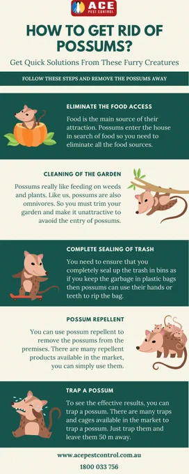 How to get rid of possums? Here are the few methods explained to remove the possums from the property.