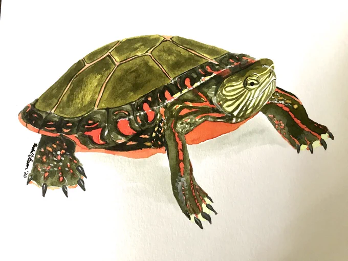 A watercolor drawing of a painted turtle (Chrysemys picta)