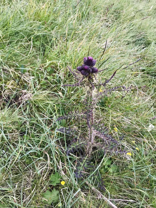 Scottish Thistle. Very spiky leaves and stem, vibrant purple flowers at the top