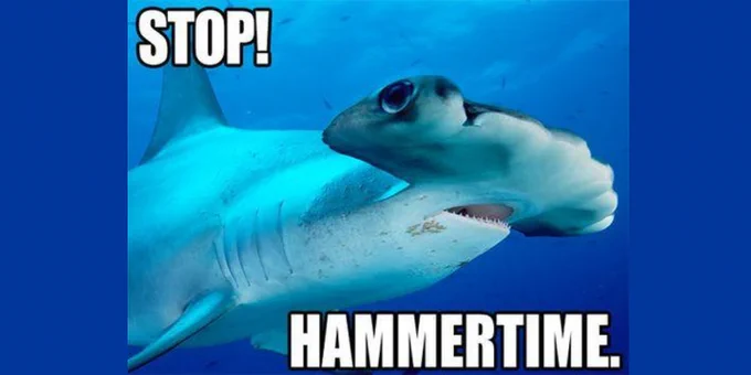 "Stop! Hammertime" with hammerhead shark
