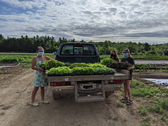 Morning harvest!  This field crew was hard at work harvesting greens when LCHIP staff stopped in this morning!