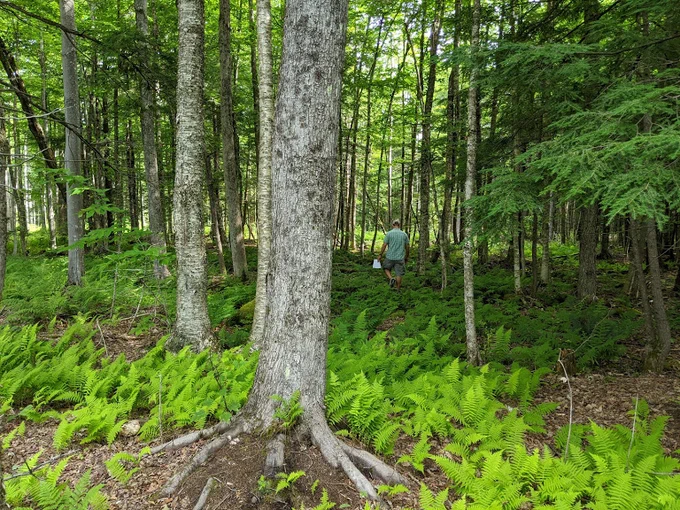 Old woods roads wind through 122 acres of forestland and will be incorporated into an existing trail network in town.