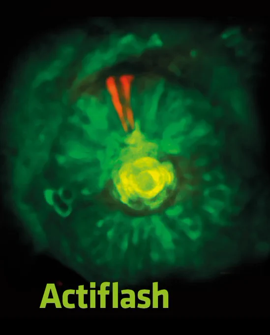 The stable Tamoxifen-like photoactivable inducer to perform a spatial and temporal control of your favorite proteins under illumination