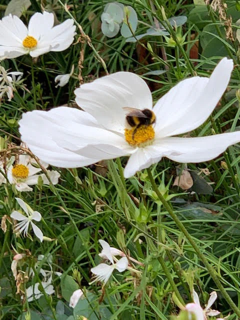 A bumblebee forages for nectar on a white cosmos flower in Greenwich Park 