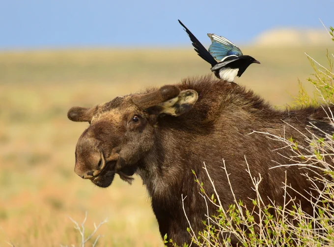 A black-billed magpie on the back off the moose